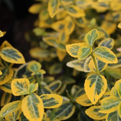 Euonymus fortunei 'Sunshine' – Kúszó kecskerágó