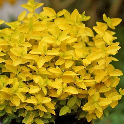 Euonymus fortunei 'Goldy'® (syn.: 'Waldbolwi') – Talajtakaró kecskerágó
