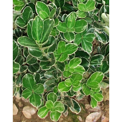 Euonymus japonicus 'Albomarginatus' – Fehér-tarka japán kecskerágó