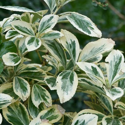 Euonymus japonicus 'Argenteovariegatus' – Japán kecskerágó