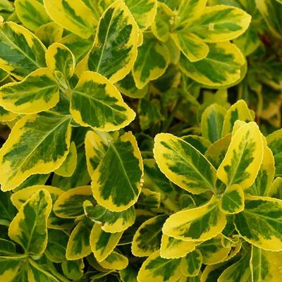 Euonymus japonicus 'Aureomarginatus' – Japán kecskerágó