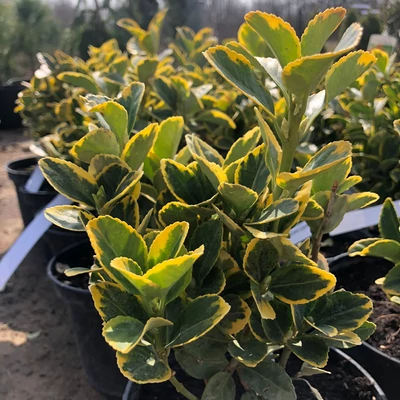 Euonymus japonicus 'Aureovariegatus' – Japán kecskerágó