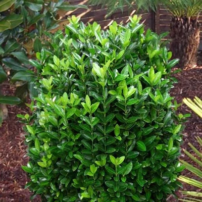 Euonymus japonicus 'Compactus' – Japán kecskerágó