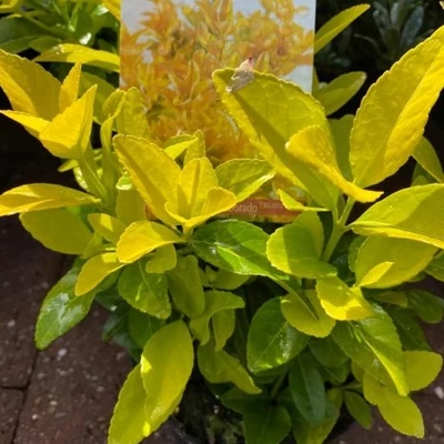 Euonymus japonicus 'Eldorado' – Japán kecskerágó