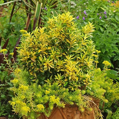 Euonymus japonicus 'Exstase' – Japán kecskerágó
