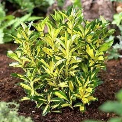 Euonymus japonicus 'Gold Queen' – Japán kecskerágó