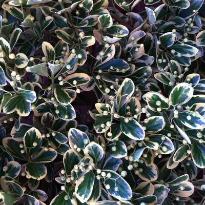 Euonymus japonicus 'Gray Beauty' – Fehér-tarka levelű japán kecskerágó