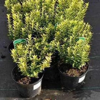 Euonymus japonicus 'Microphyllus Aureomarginata' – Japán kecskerágó