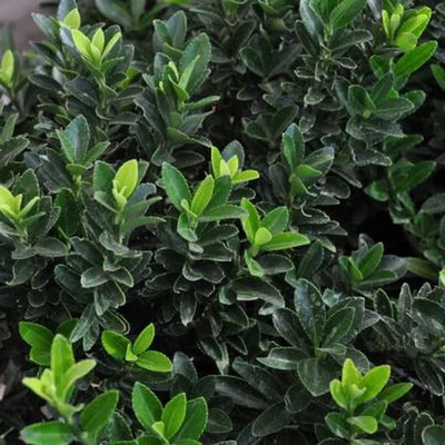 Euonymus japonicus 'Microphyllus' – Japán kecskerágó