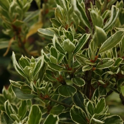 Euonymus japonicus 'Susan' – Japán kecskerágó