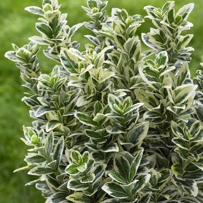 Euonymus japonicus 'White Spire' – Japán kecskerágó