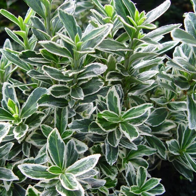 Euonymus japonicus 'Microphyllus Albovariegatus' – Aprólevelű japán kecskerágó
