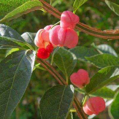 Euonymus phellomanus – Díszes kecskerágó