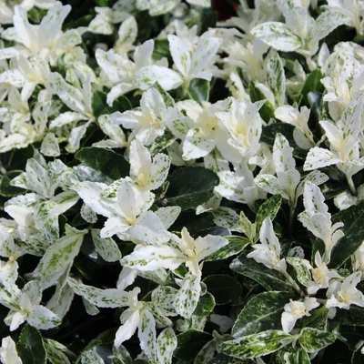 Euonymus japonicus 'Pierrolino' – Japán kecskerágó