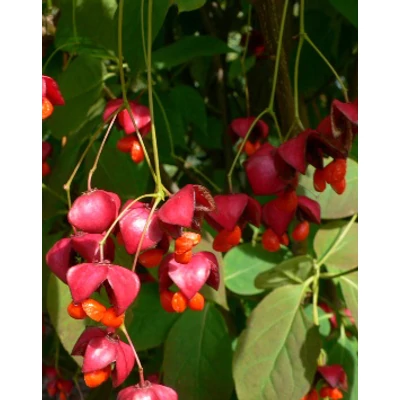 Euonymus planipes – Nagytermésű koreai kecskerágó