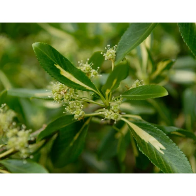 Euonymus japonicus 'Viridivariegatus' – Japán kecskerágó