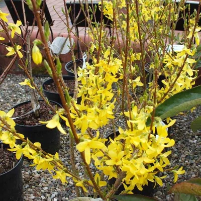 Forsythia x intermedia 'Fiesta' – Aranycserje