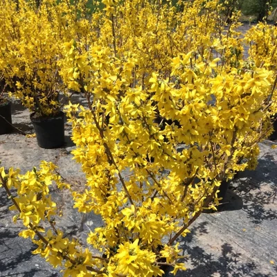 Forsythia x intermedia 'Northern Gold' – Aranycserje (helytelenül: aranyeső, aranyvessző)