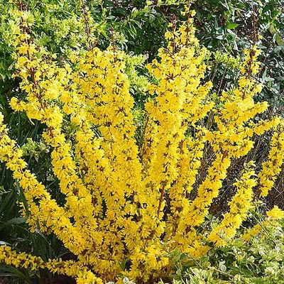 Forsythia 'Mikador' – Aranycserje