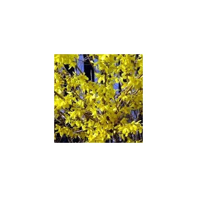 Forsythia  x intermedia 'Flojor (Minigold)' – Törpe aranycserje