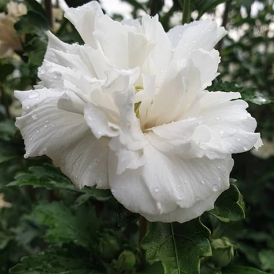 Hibiscus syriacus 'French Cabaret White' ® – Kerti mályvacserje