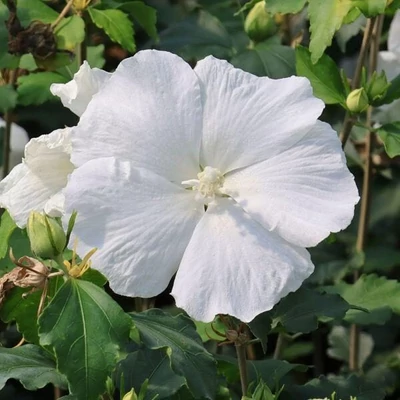 Hibiscus syriacus 'William R. Smith' – Mályvacserje