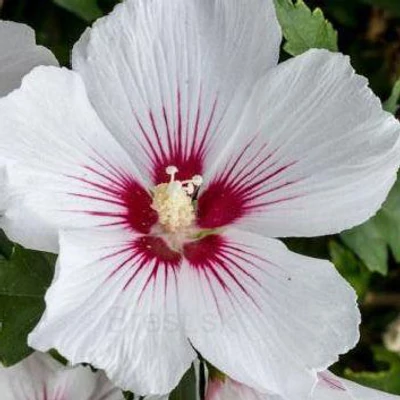 Hibiscus syriacus 'Dorothy Crane' – Mályvacserje