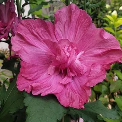 Hibiscus 'Pompei'® – Mályvacserje