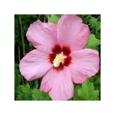 Hibiscus syriacus 'Aphrodite' – Mályva színű mályvacserje