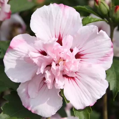 Hibiscus syriacus 'Carneus Plenus' – Mályvacserje
