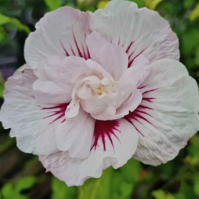 Hibiscus syriacus 'China Chiffon'® - Mályvacserje
