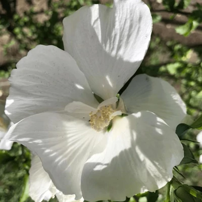 Hibiscus syriacus 'Diana' – Fehér virágú mályvacserje