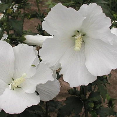 Hibiscus syriacus 'Eleonore' – Fehér virágú mályvacserje