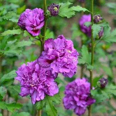 Hibiscus syriacus 'French Cabaret Purple' ® (syn.: 'Mindouv5') – Kerti mályvacserje