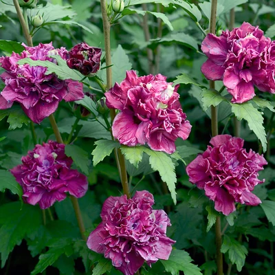 Hibiscus syriacus 'French Cabaret Red' – Mályvacserje