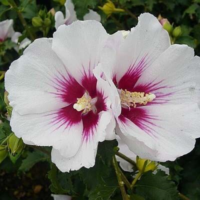 Hibiscus syriacus 'Helene' – Fehér virágú mályvacserje