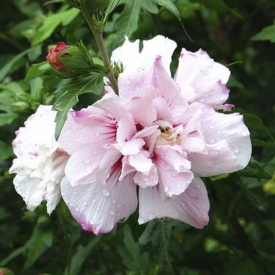 Hibiscus syriacus 'Leopoldii' – Mályvacserje