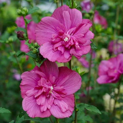 Hibiscus syriacus 'Magenta Chiffon' – Kerti mályvacserje