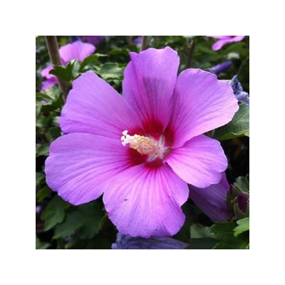 Hibiscus syriacus 'Minerva'– Kerti mályvacserje