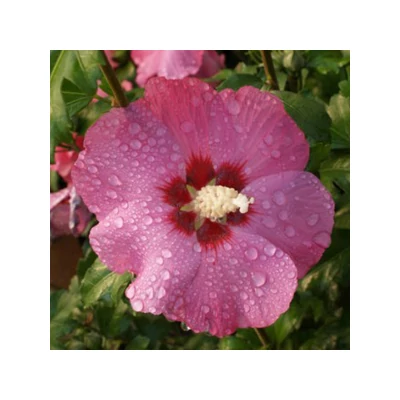 Hibiscus syriacus 'Pink Giant' – Ciklámen színű mályvacserje