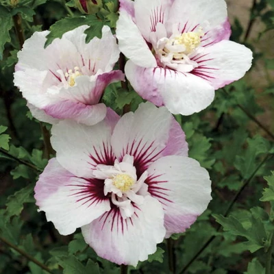Hibiscus syriacus 'Pinky Spot' – Mályvacserje