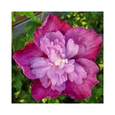 Hibiscus syriacus 'Purple Ruffles' – Mályvacserje