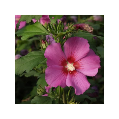 Hibiscus syriacus 'Russian Violet' – Kerti mályvacserje