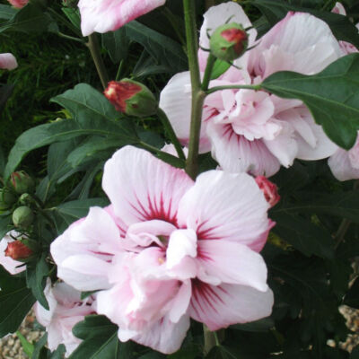 Hibiscus syriacus 'Salima' – Rózsaszín virágú mályvacserje