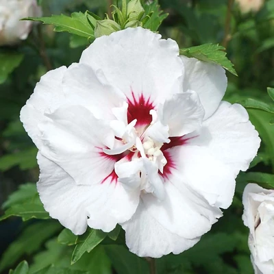 Hibiscus syriacus 'Speciosus' – Mályvacserje