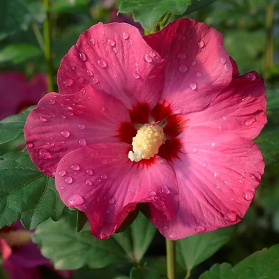 Hibiscus syriacus 'Sup Bridge' – Mályvacserje