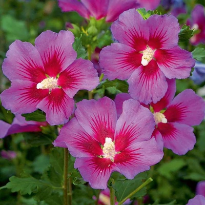 Hibiscus syriacus 'Vino Rosso' – Mályvacserje