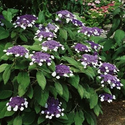 Hydrangea aspera – Érdes levelű hortenzia