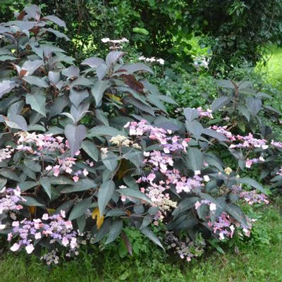 Hydrangea aspera 'Hot Chocolate' – Érdes levelű hortenzia