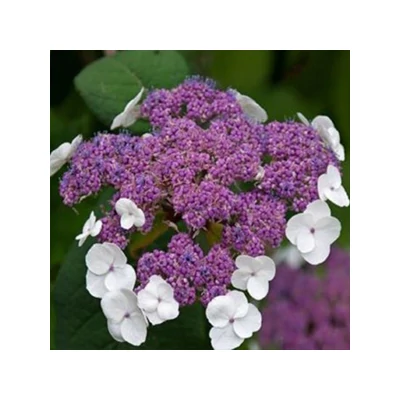 Hydrangea aspera 'Mauvette' – Érdes levelű hortenzia
